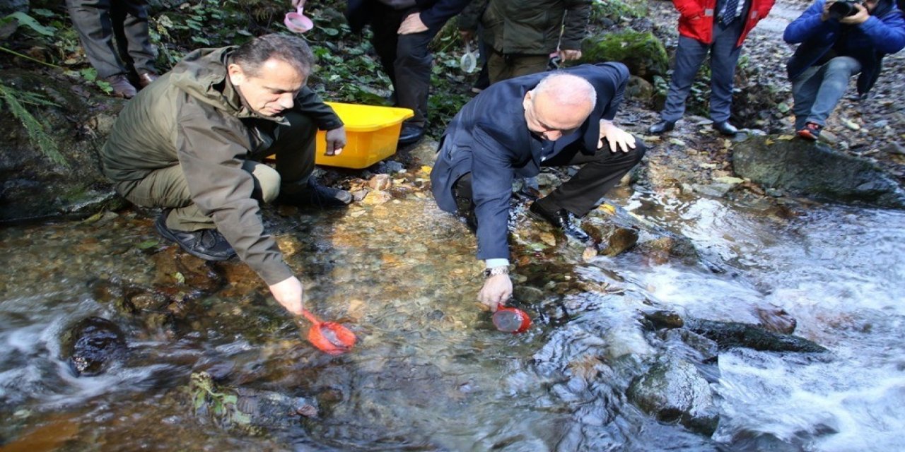 Milyonlarca alabalık orman içi sulara bırakılıyor
