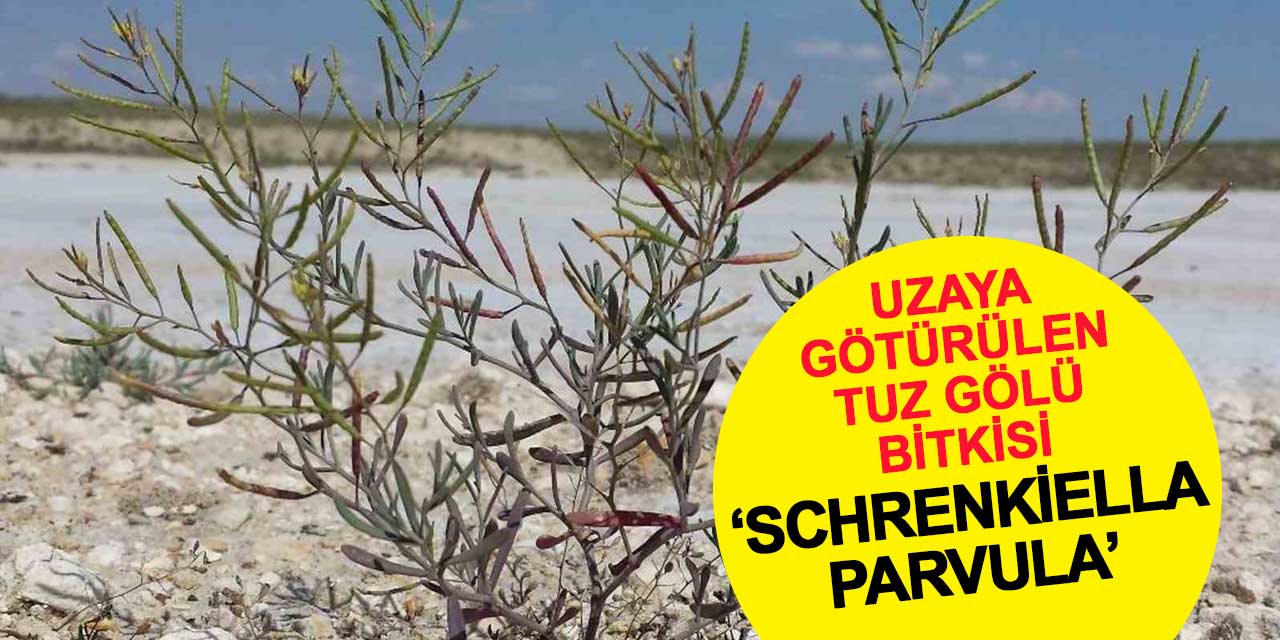 Gezeravcı’nın uzaya götürdüğü Tuz gölü bitkisi ‘Schrenkiella parvula’ merak konusu oldu