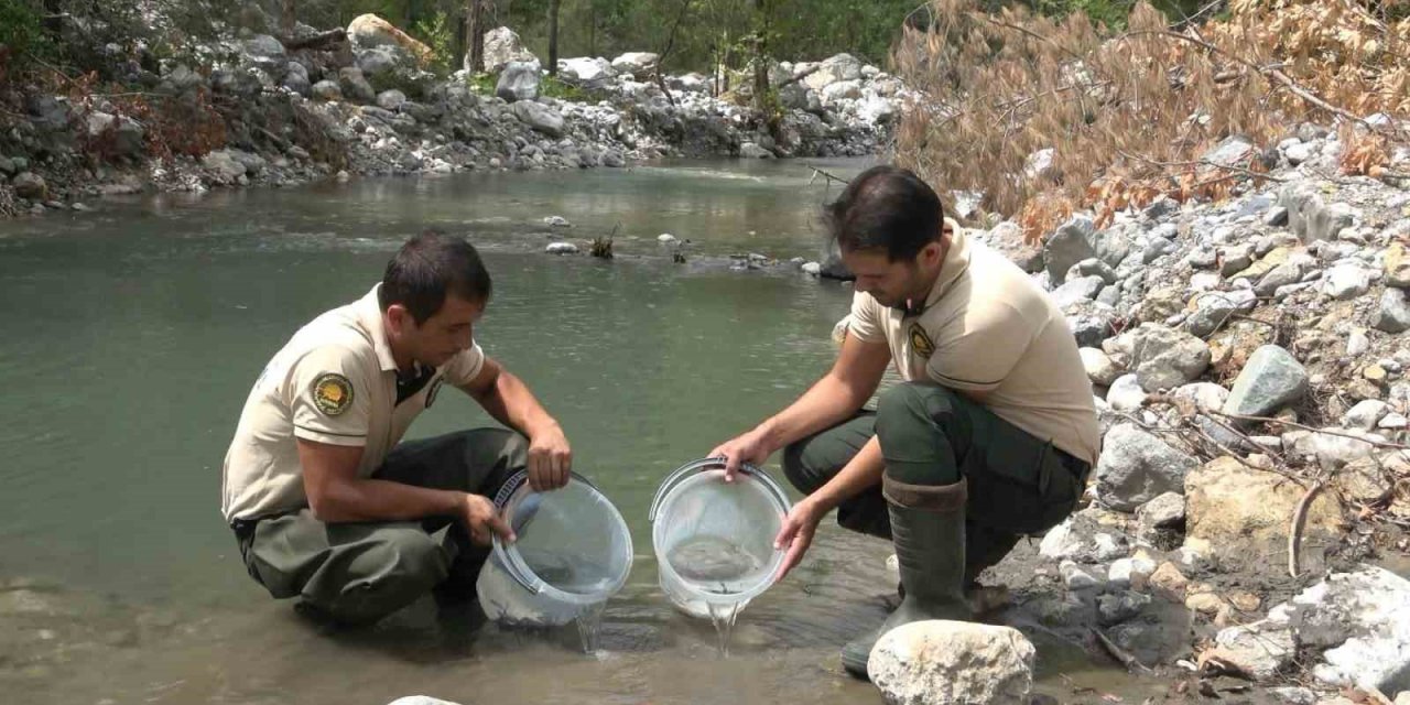 3 milyon 700 bin kırmızı benekli alabalık sulara salındı