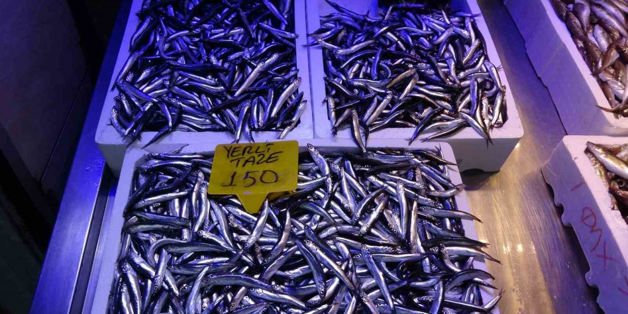 Hamsi fiyatıyla rekora koşuyor