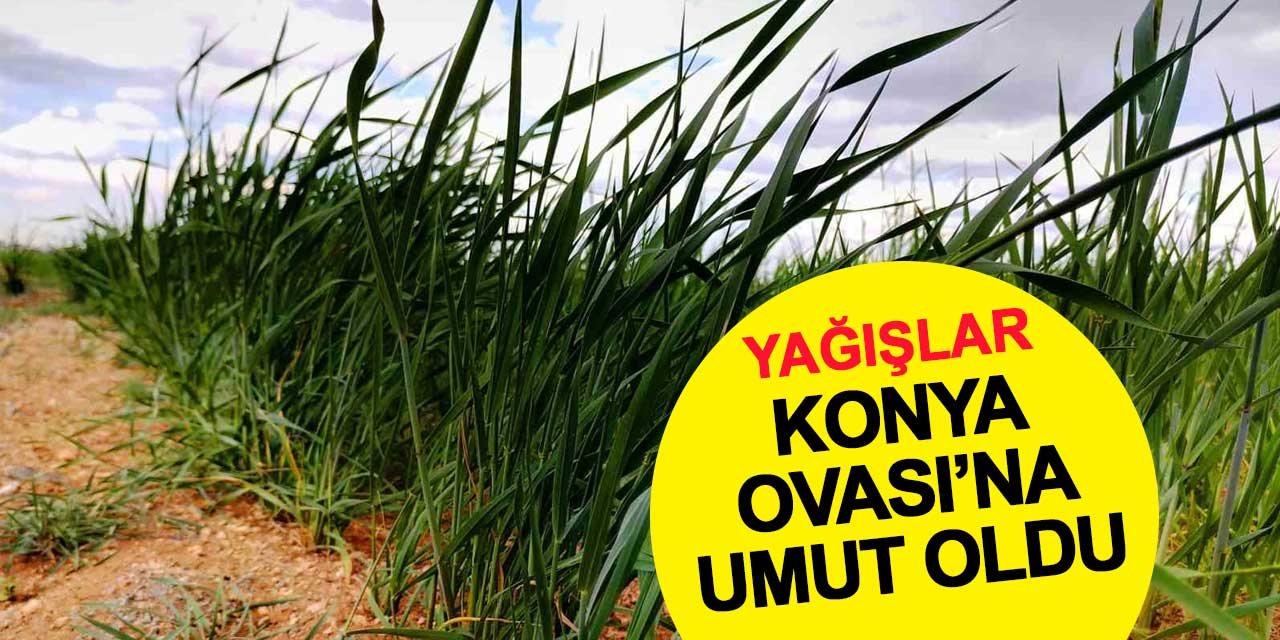 Yağışlar Konya Ovası’na umut oldu