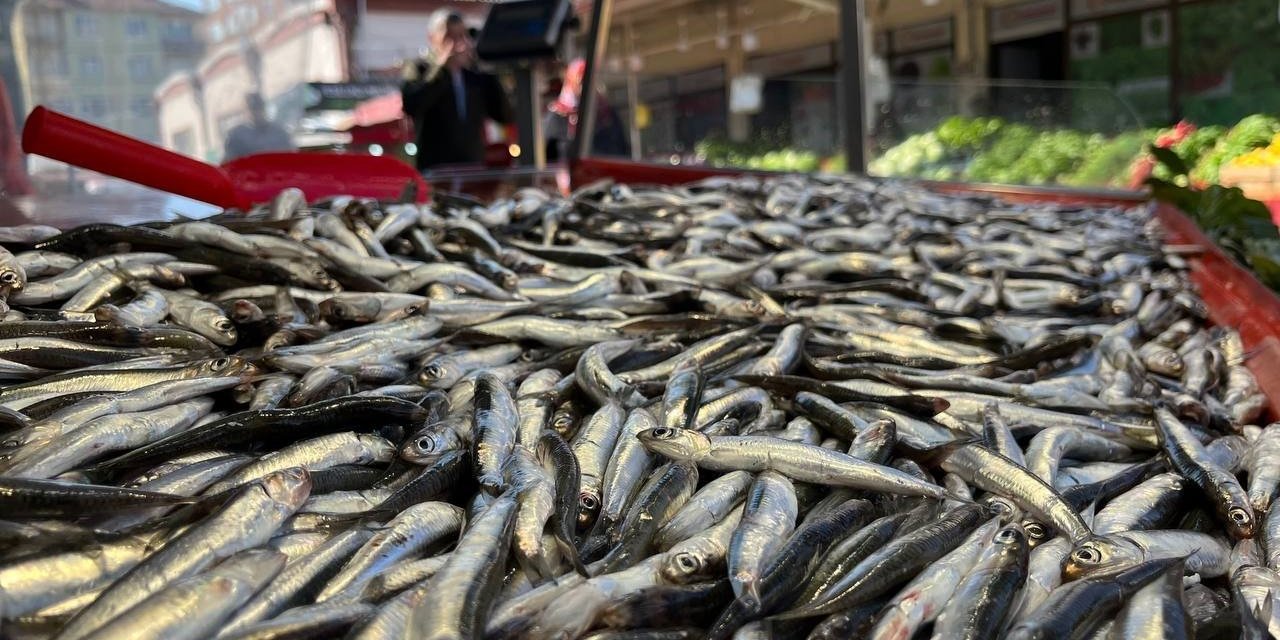 Hamsi sezona veda ediyor