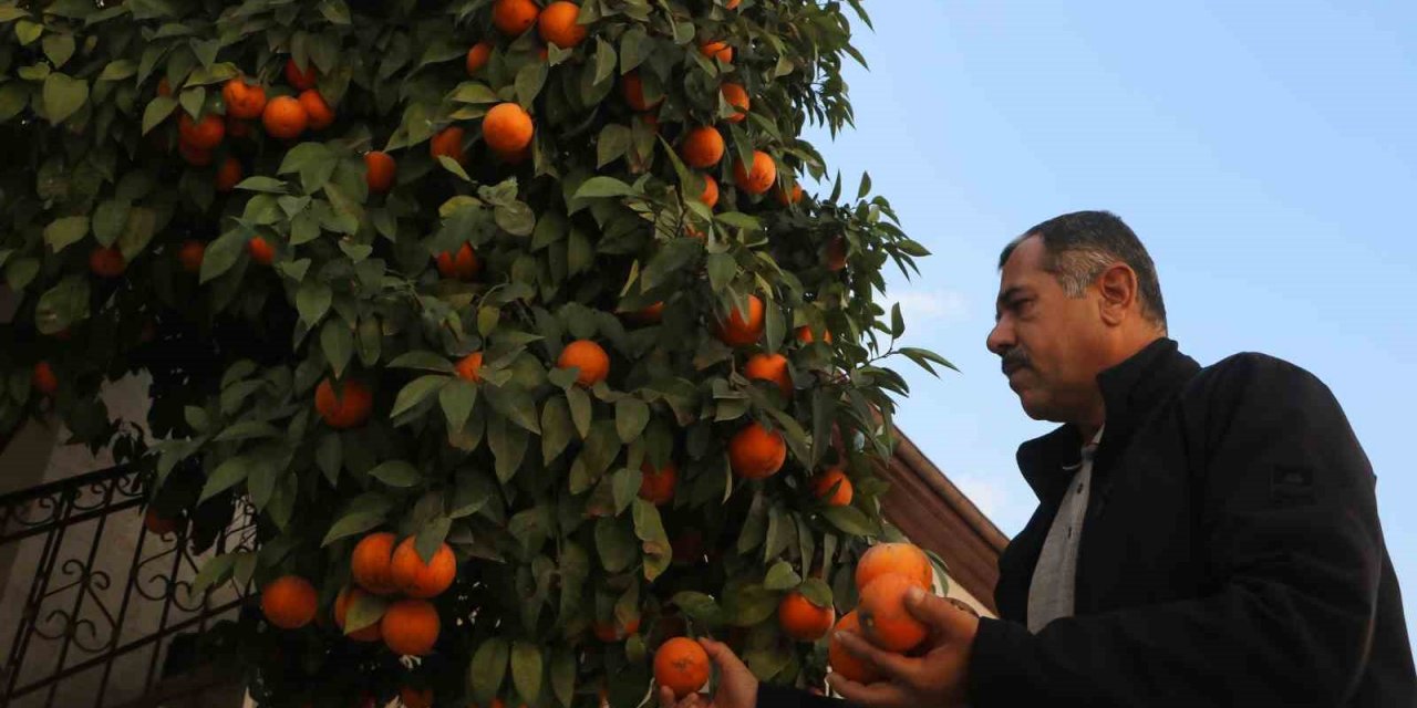 Yıkılan evlerin bahçesindeki narenciyeler dalında kaldı