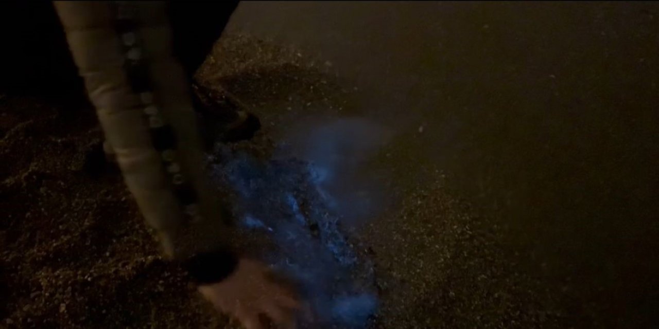 Marmara Denizi fosforlu mavi oldu