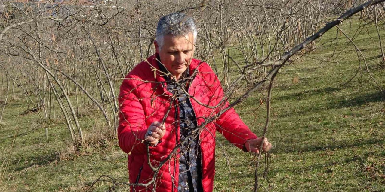 Fındık üreticileri endişeli