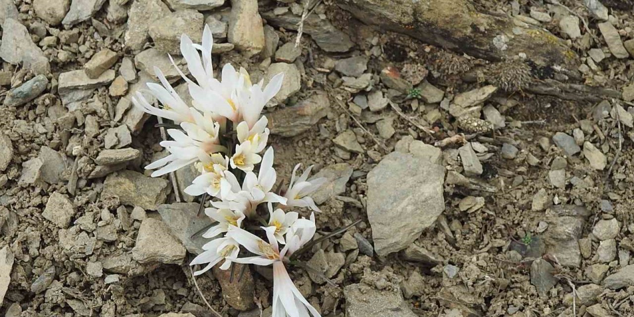 Erzincan’ın kardelenleri Konya'dan 1 ay sonra çiçek açtı