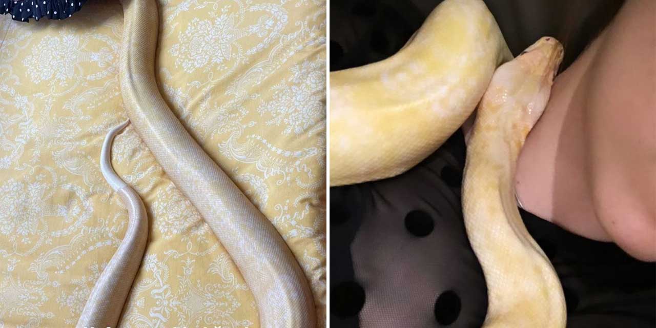 Genç kız el konulan dev pitonunu geri istedi