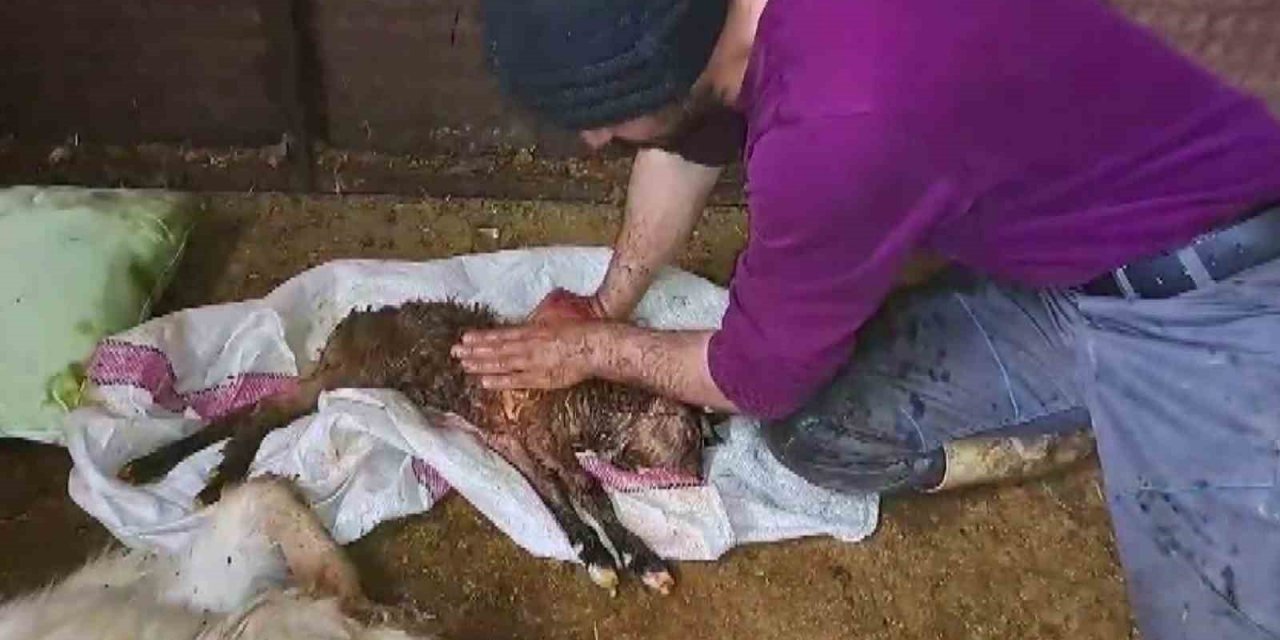 Kalbi duran oğlağa kalp masajı