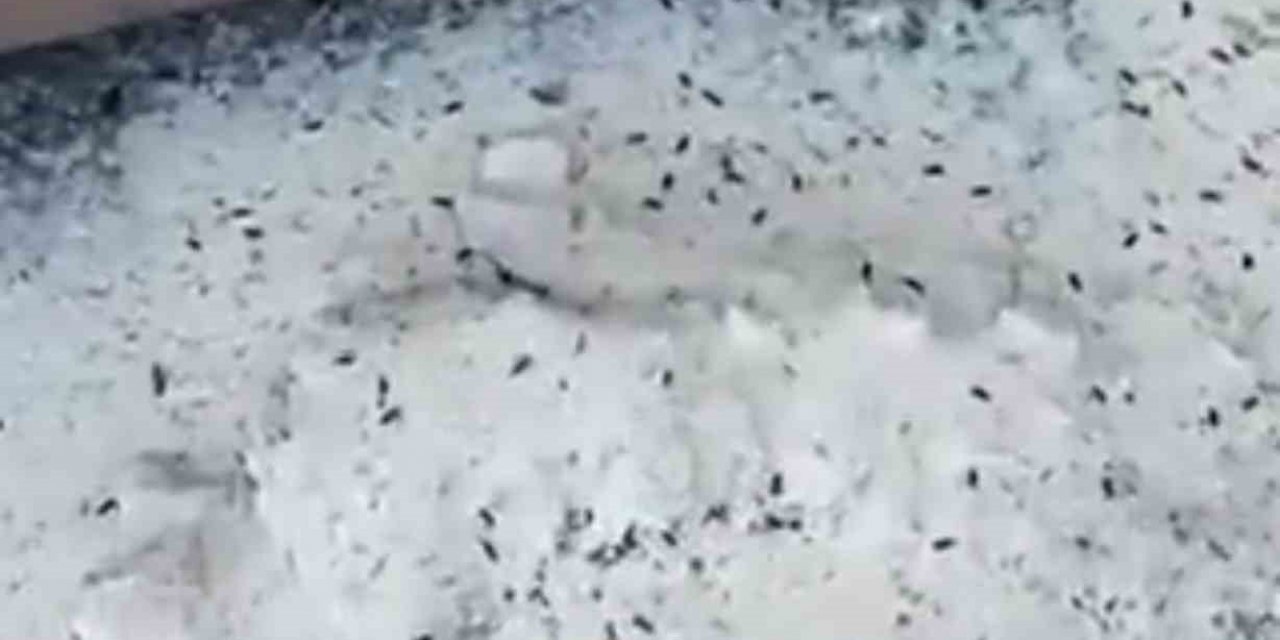 Skandal görüntülere imza atan Oba Makarna’dan açıklama