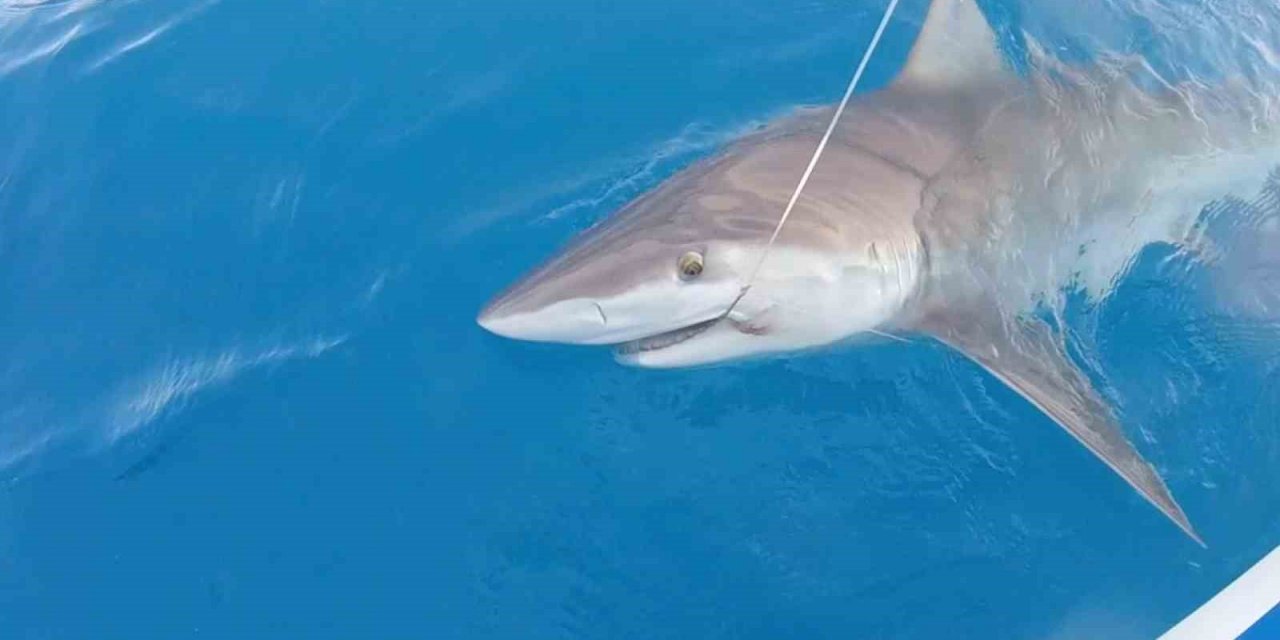 Kuzu balığı diye çekerken köpek balığı ile göz göze geldi