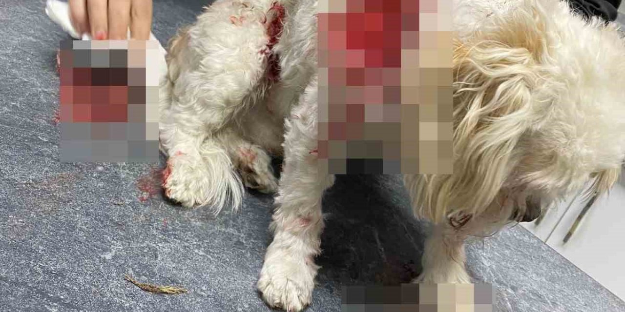 Fenomen Banu Parlak’ın köpeği, komşusunun köpeğini parçaladı