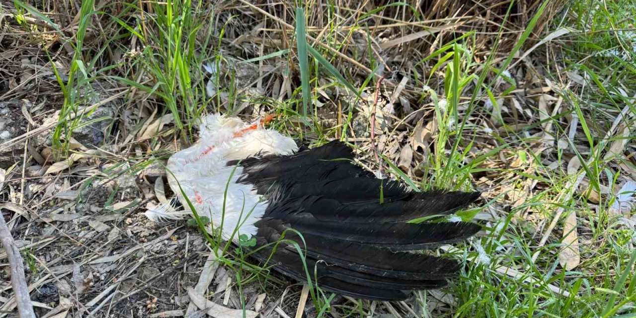 Göç yolundaki leylekleri vurdular