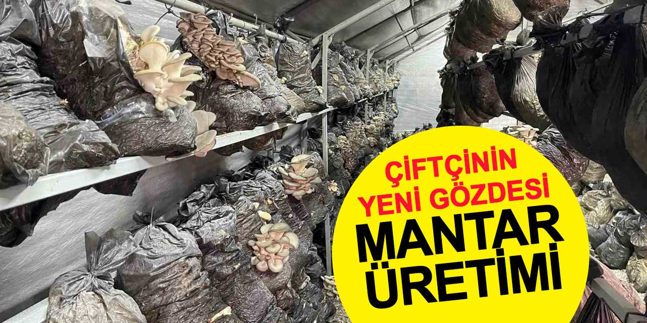 Konya 'da Mantar Üretimi Geliştirme Çalışmaları Devam Ediyor