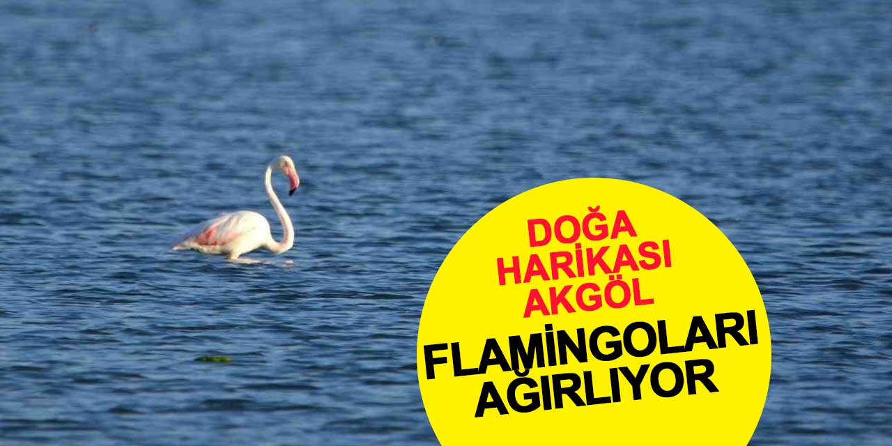 Konya'nın doğa harikası Akgöl flamingoları ağırlıyor