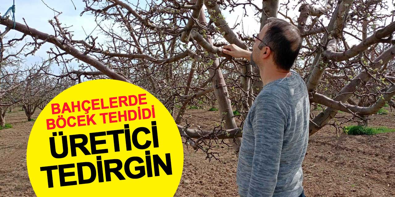 Meyve bahçelerinde böcek tehdidi: Konyalı üretici tedirgin