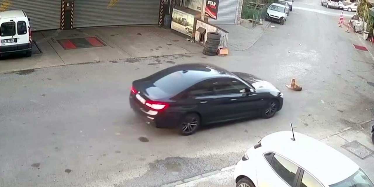 Otomobiliyle yolda yatan köpeğin üzerinden geçti