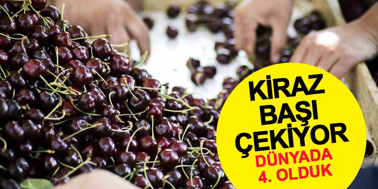 Türkiye, meyve üretiminde 4’üncü sırada: Kiraz başı çekiyor