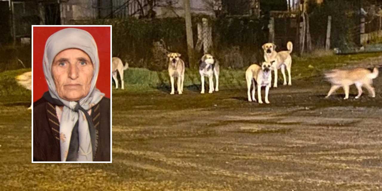 Köpek sürüsü yaşlı kadını parçaladı