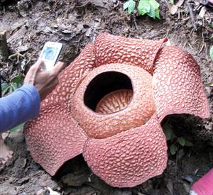 Dünyanın en büyük çiçeği açtı