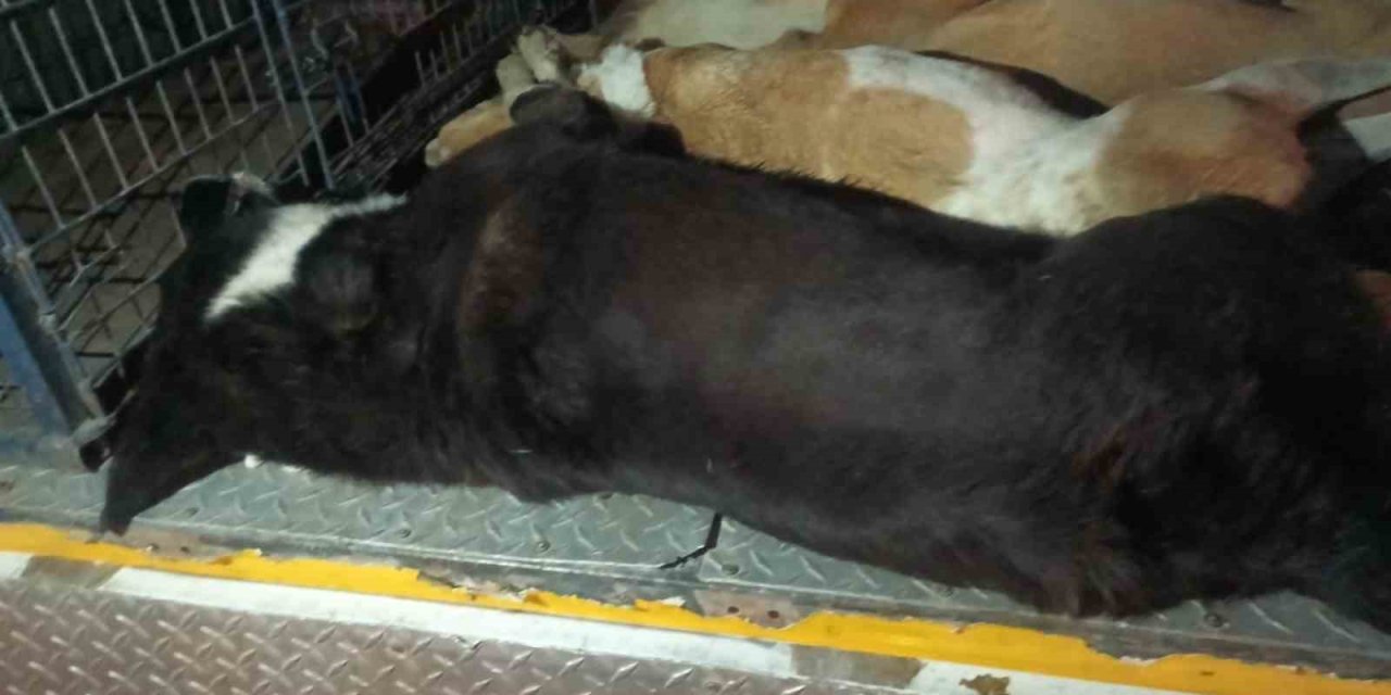 Urla'da Köpek Katliamı: 10 Köpek Zehirlenerek Öldürüldü