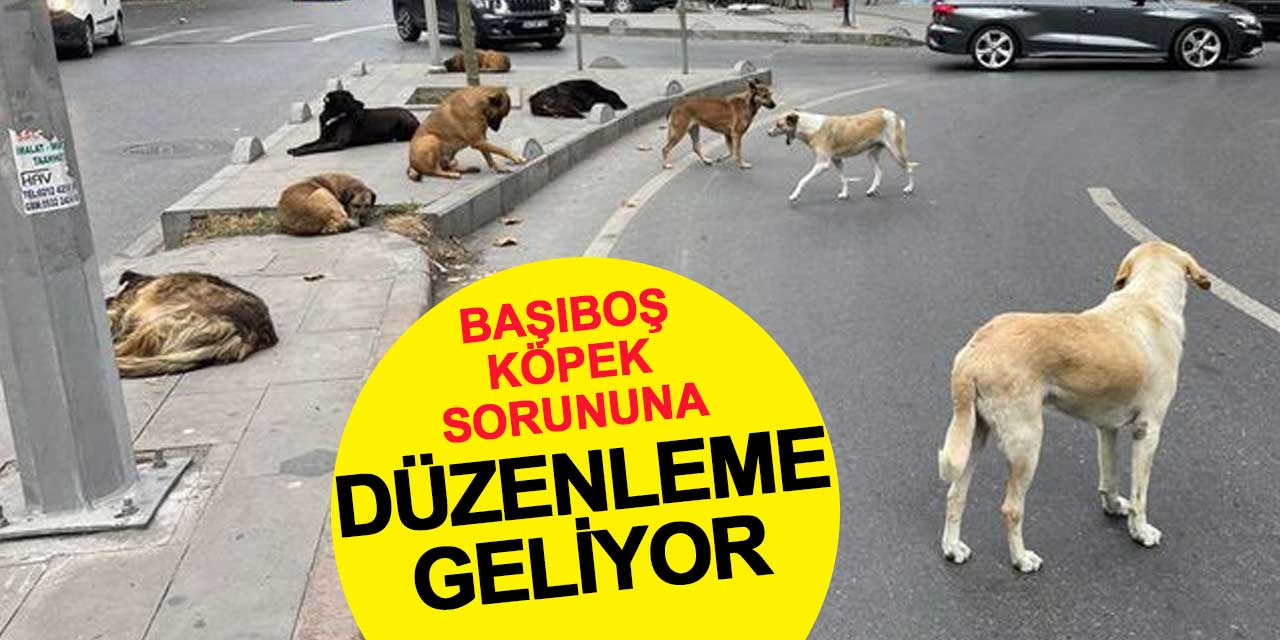 AK Parti, Başıboş Köpek Sorununa Çözüm İçin Harekete Geçti
