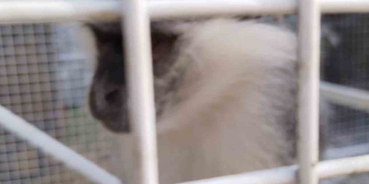 Sokak Köpeklerinin Saldırısına Uğrayan Maymun Kurtarıldı