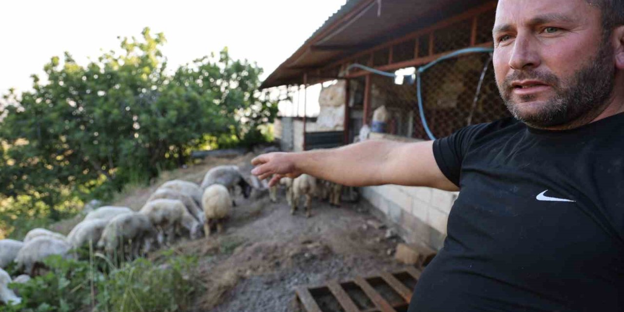 Başıboş sokak köpekleri 245 hayvanı telef etti