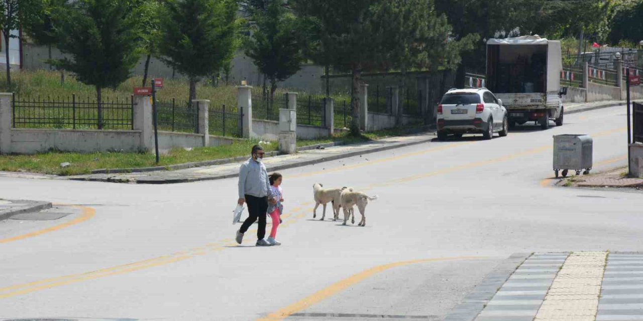 Ankara’da parkta yürüyen vatandaş başıboş köpeklerin saldırısına uğradı