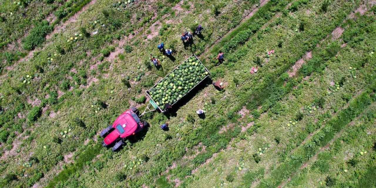 Yazın vazgeçilmezi karpuz tarlada 7 liraya düştü