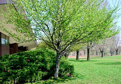 Arkadaşım Can Eriği