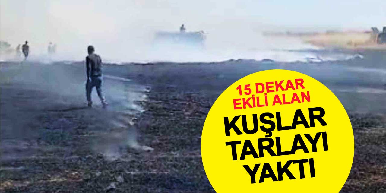 Konya'da Elektrik Hattına Dokunan Kuşlar Yangın Çıkardı