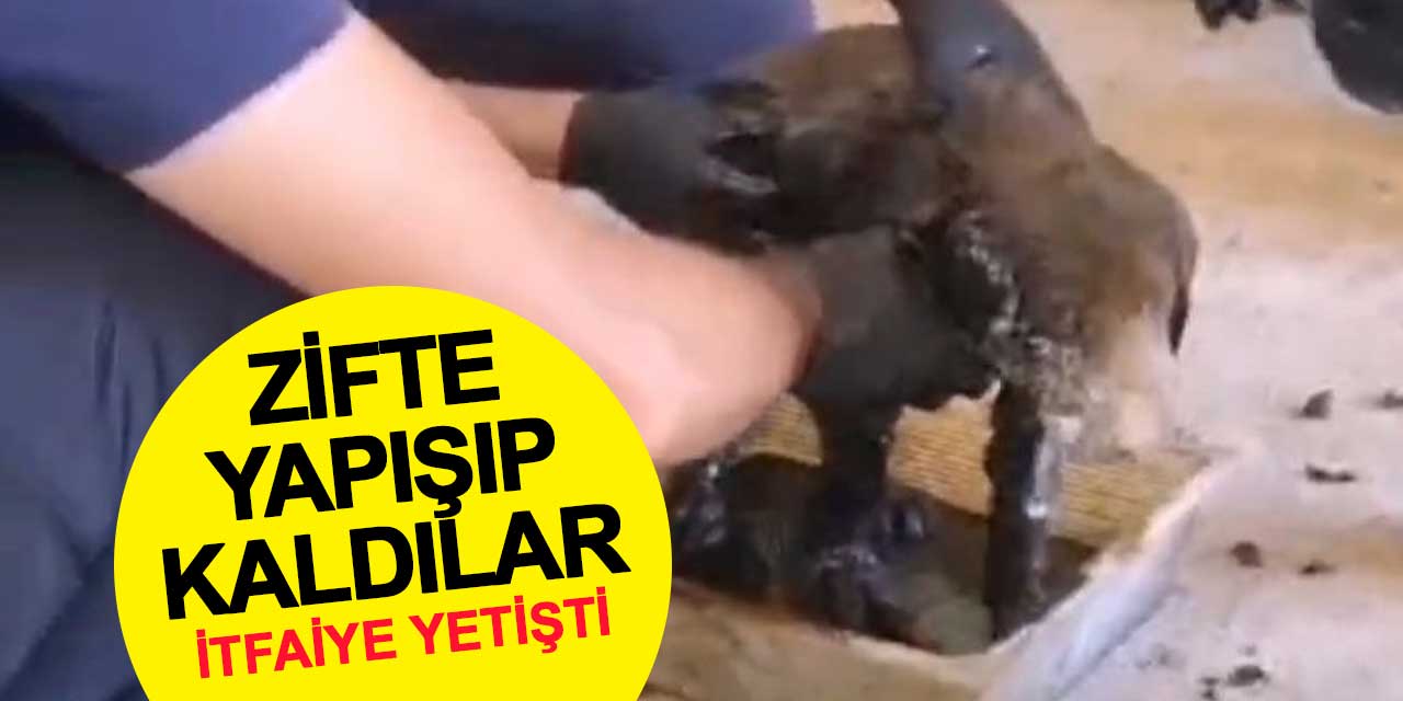 Konya'da zifte yapışan yavru köpekleri itfaiye kurtardı