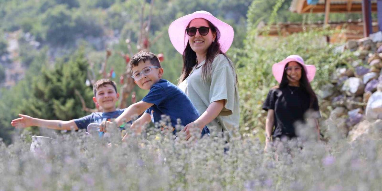 Lavanta Bahçeleri Turistlerin Gözdesi Oldu