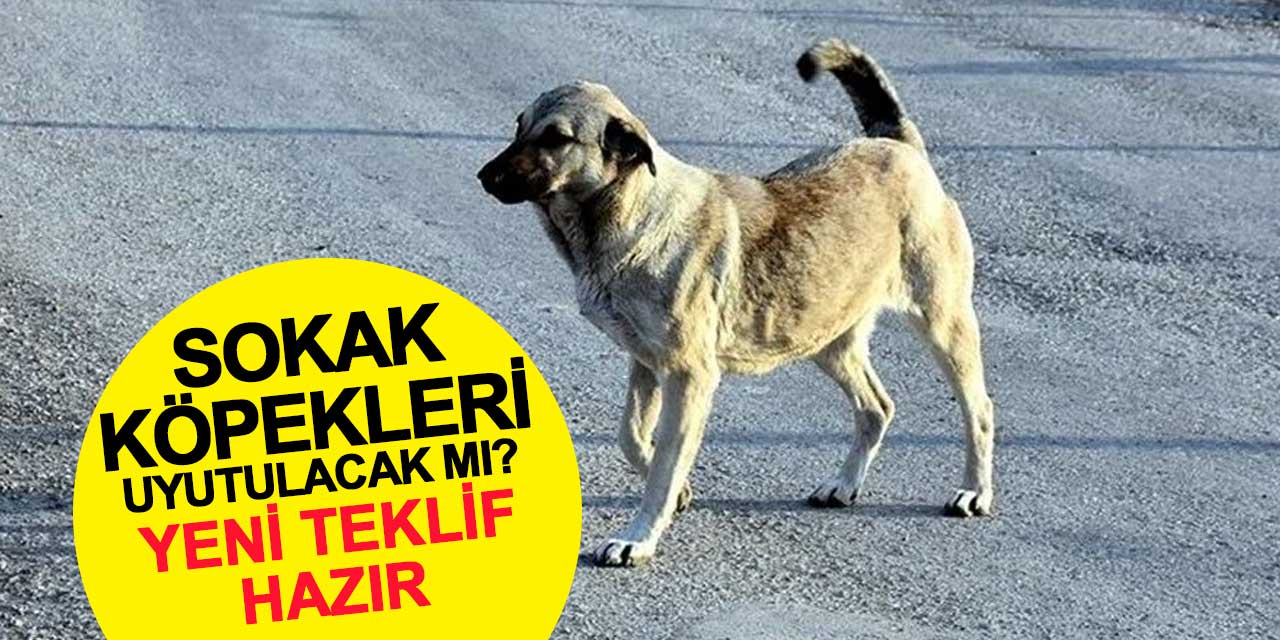Sokak köpekleri uyutulacak mı? Yeni teklif hazır