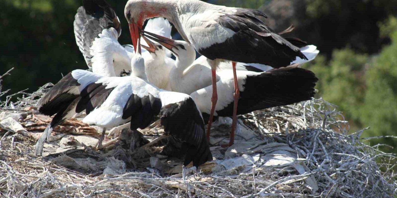 Yılanı Kaptığı Gibi Yavrularına Getirdi