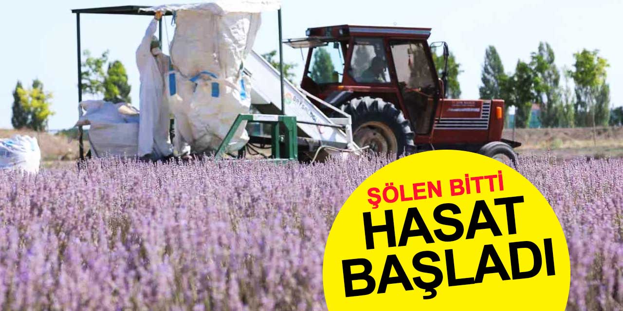 Karatay Lavanta Bahçeleri'nde Hasat Zamanı Geldi