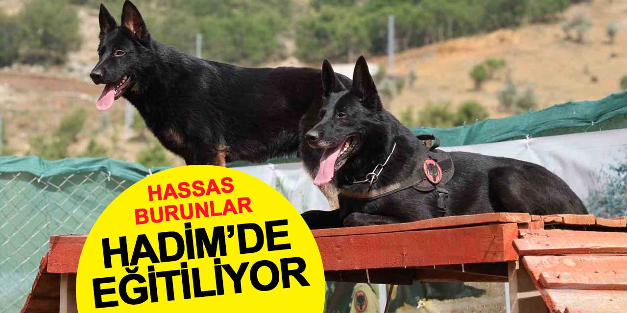 Afetler ve arama kurtarmanın hassas burunları Hadim'de eğitiliyor