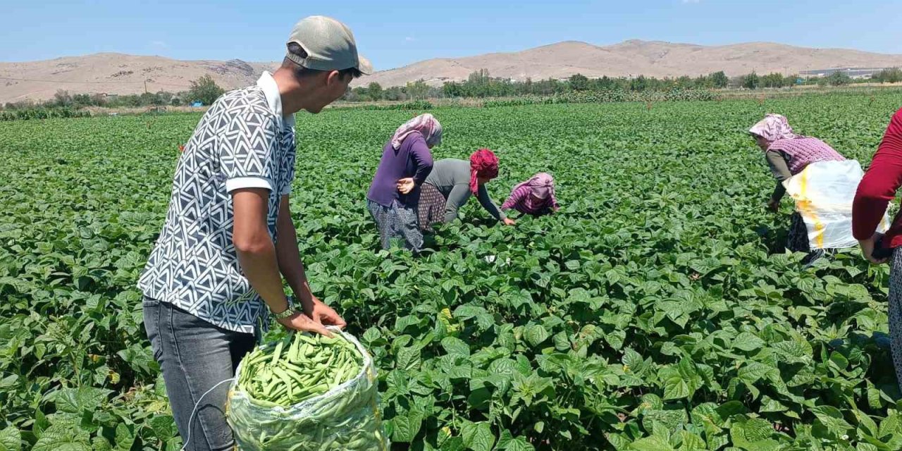 Fasulyenin fiyatı 50 lira birden düştü: Üretici de işçi de üzgün