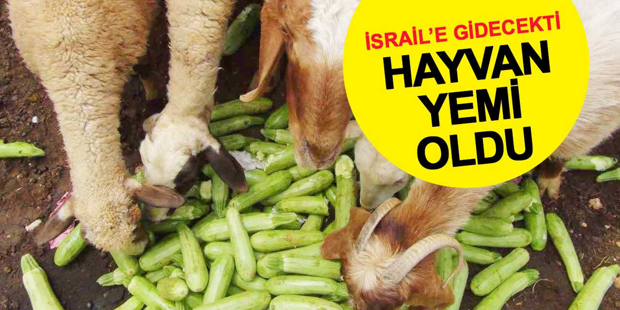 İsrail'e gidecekti, hayvan yemi oldu