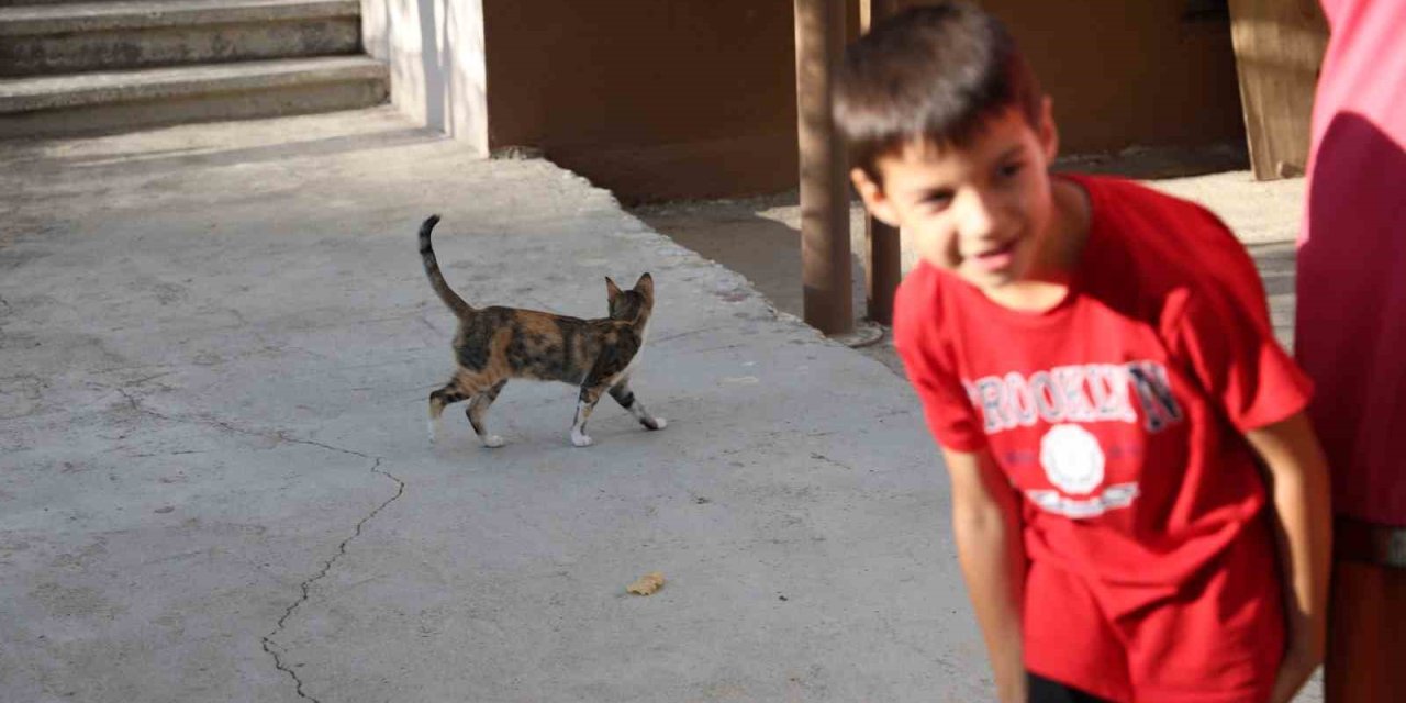 Evin bahçesine girip çocukların kedisini çaldı