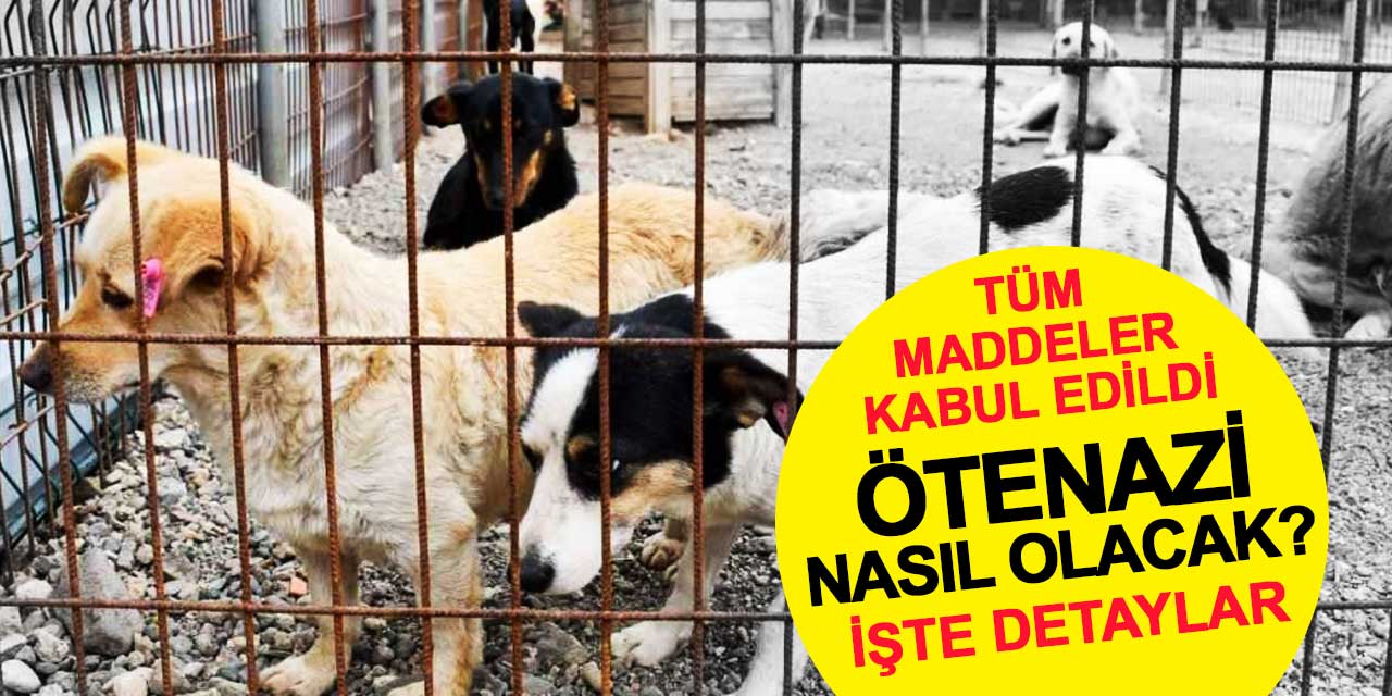 Sahipsiz Sokak Hayvanları İçin Yeni Düzenleme Yasalaştı: Ötenaziye veteriner karar verecek