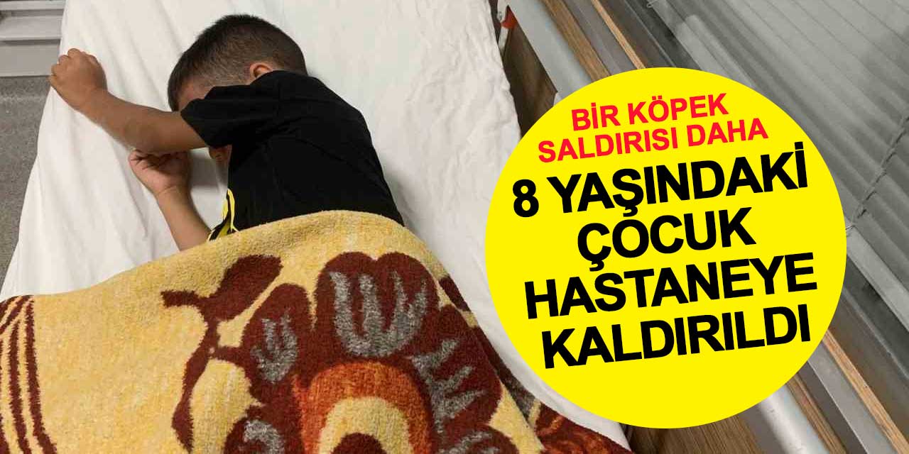 Bir köpek saldırısı daha: 8 yaşındaki çocuk hastaneye kaldırıldı