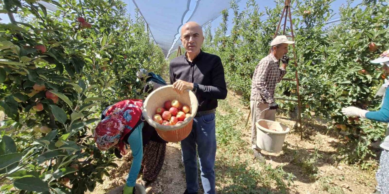Karaman'da Yazlık Gala Çeşidiyle Erkenci Elma Hasadı Başladı