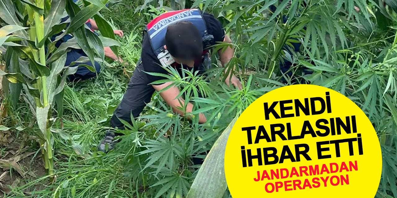 Kendi tarlasını ihbar etti: Konya’da jandarmadan uyuşturucu operasyonu