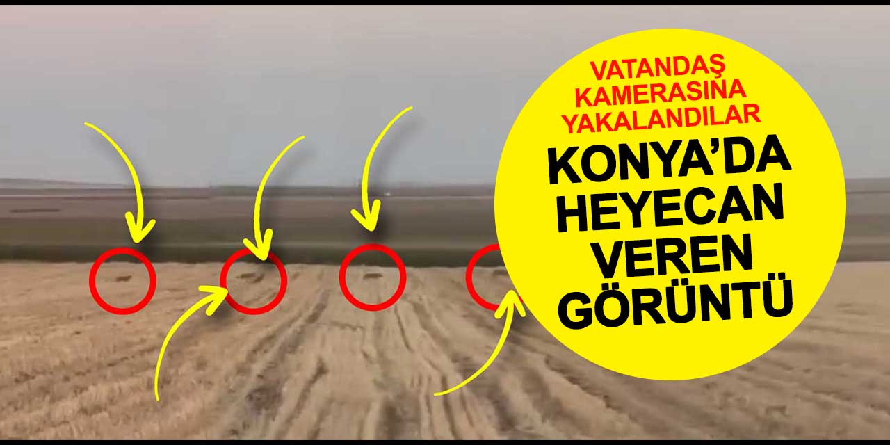 Konya'da Kurt Ailesi Kamerada! Cihanbeyli'nde 6 Üyeli Sürünün Şaşırtıcı Görüntüleri