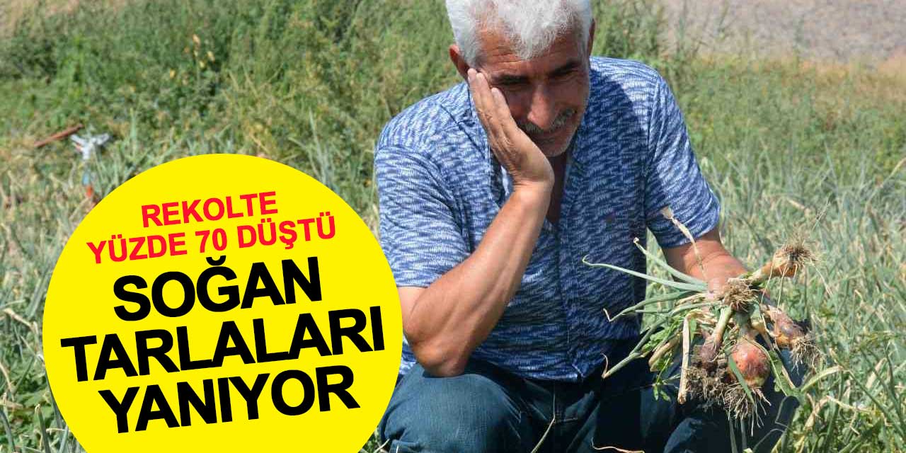 Soğan Tarlaları Yanıyor: Rekolte Yüzde 70 Düşüşte