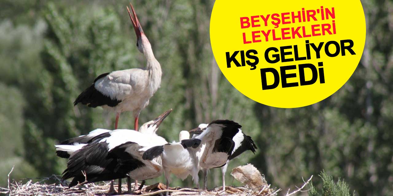 Beyşehir'in leylekleri kış geliyor dedi