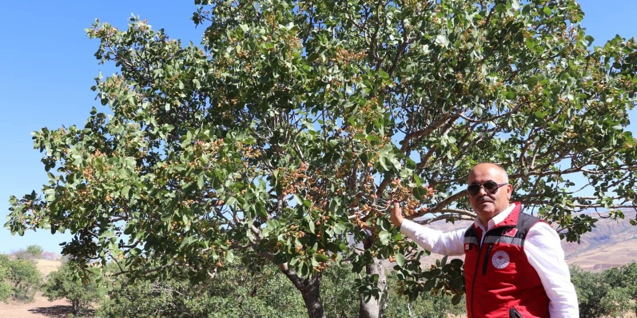 Sivas'ta Antep Fıstığı Üretimi Meyve Vermeye Başladı: 21 Bin Menengiç Anacı Aşılandı