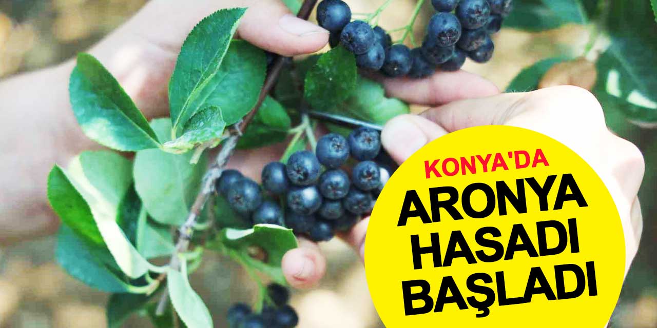 Konya'da Aronya Hasadı Başladı