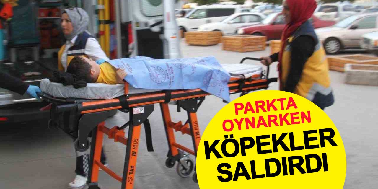 Parkta oynayan çocuğa köpekler saldırdı